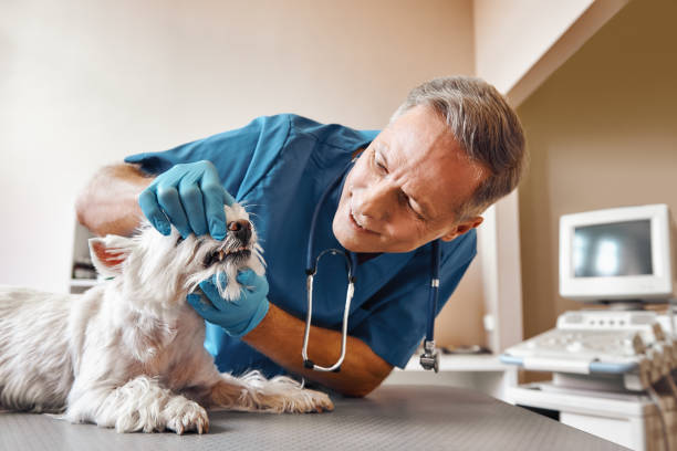 Best Emergency Gum Treatment in Cross Plains, WI